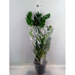 Zamioculcas zamiifolia