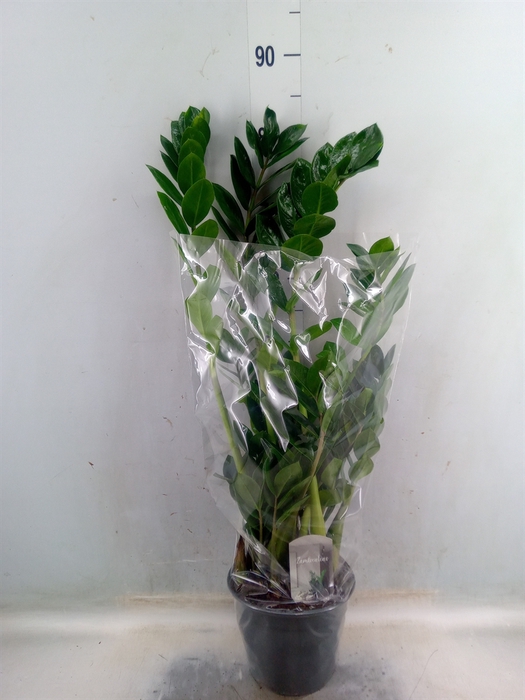 <h4>Zamioculcas zamiifolia</h4>