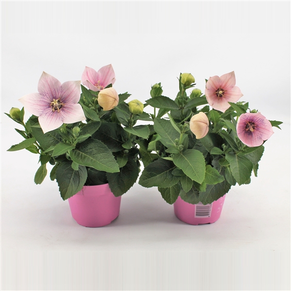 <h4>Platycodon Grandiflorus Astra roze</h4>