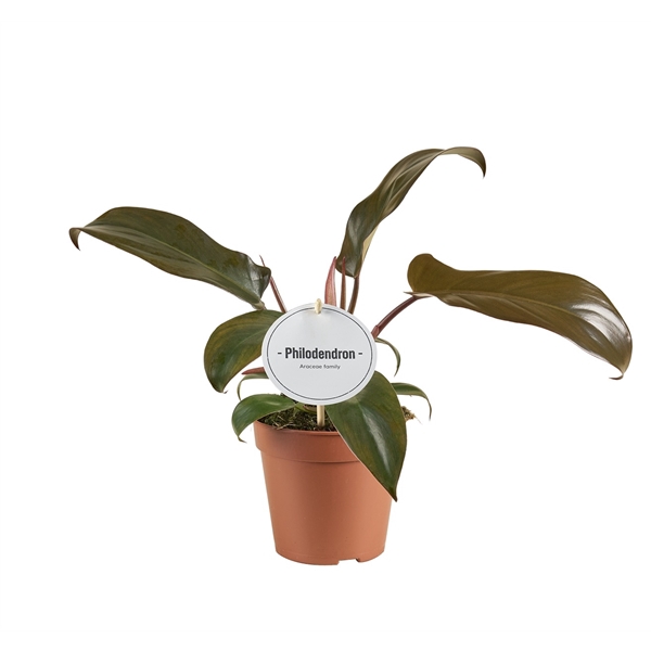 <h4>Philodendron Florida Bronze</h4>