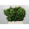 Pittosporum Nurit