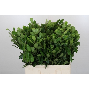 Pittosporum Ilan