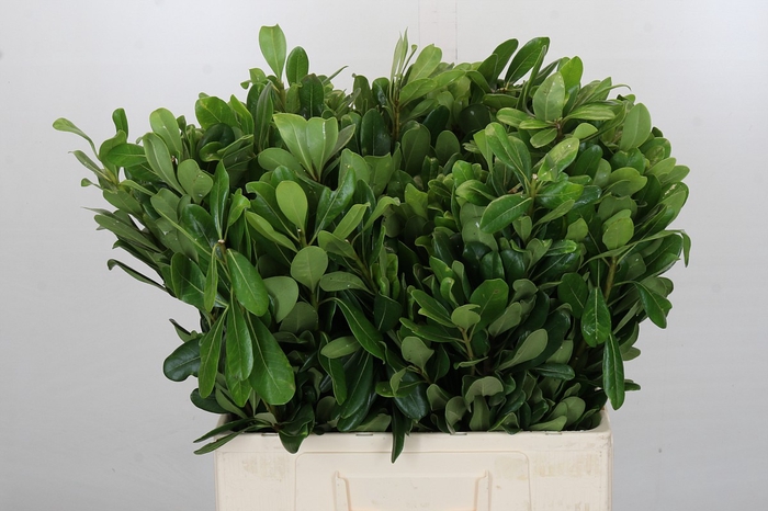 <h4>Pittosporum Nurit</h4>