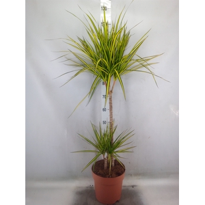 Dracaena marg. 'Sunray'