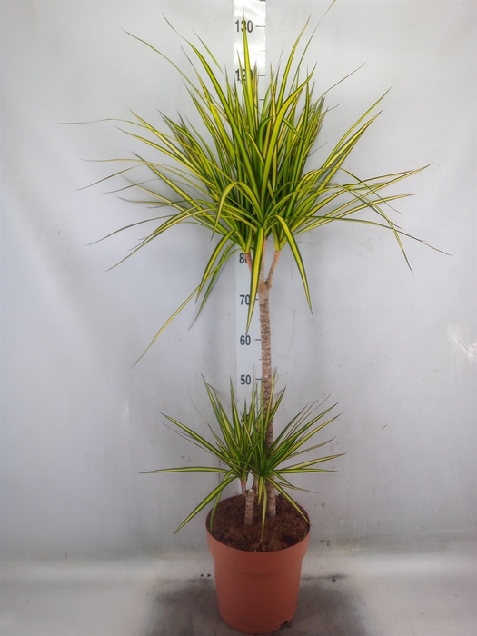 <h4>Dracaena marg. 'Sunray'</h4>