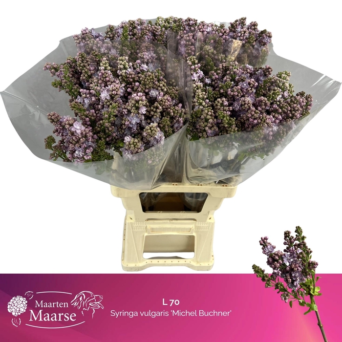 <h4>SYR V MICHEL BUCHNER</h4>