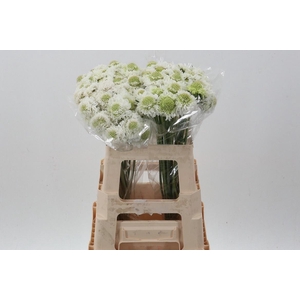 SCAB AT F SCOOP WH I