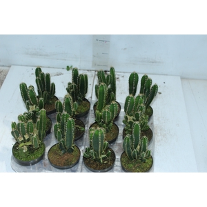 CACTUS ACANTHOCEREUS TETRAGONUS P09