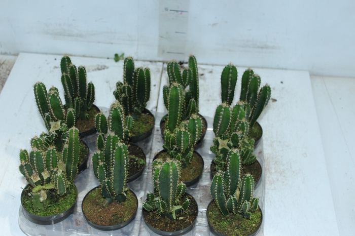 <h4>CACTUS ACANTHOCEREUS TETRAGONUS P09</h4>