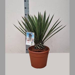 YUCCA