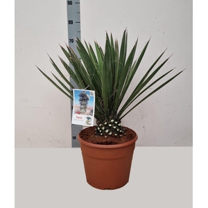 YUCCA