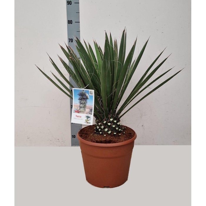 <h4>YUCCA</h4>