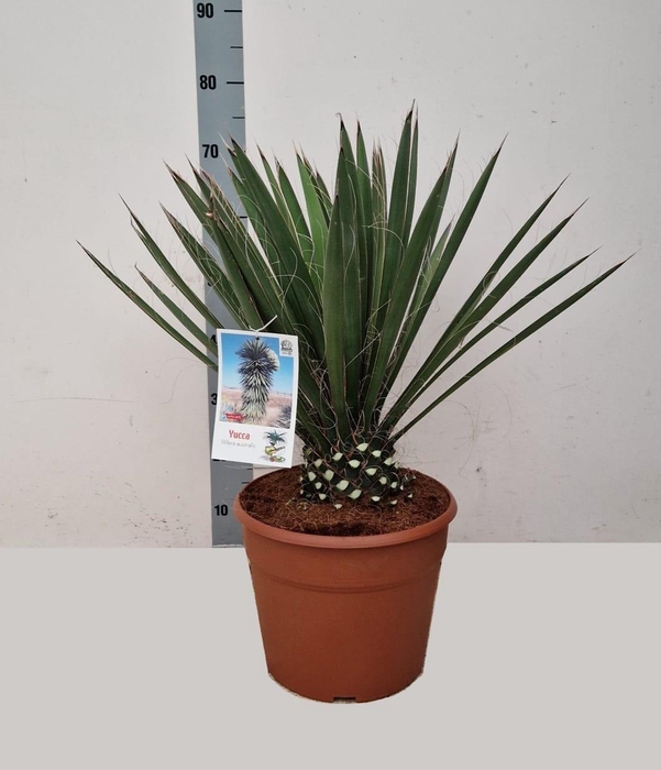 <h4>YUCCA</h4>