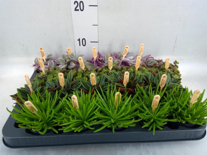 <h4>Planten ..mix</h4>