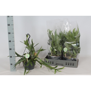 PLATYC BIFURCATUM