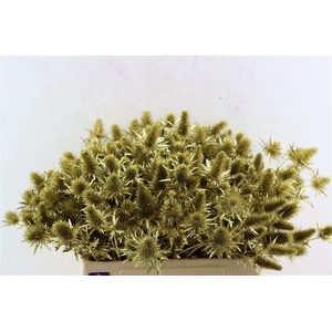 Eryn Kbh Gl Gold Stem