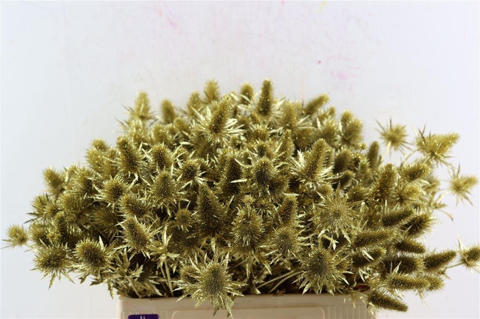 <h4>Eryn Kbh Gl Gold Stem</h4>