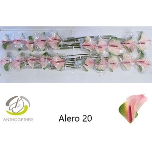 ANTH A ALERO 20