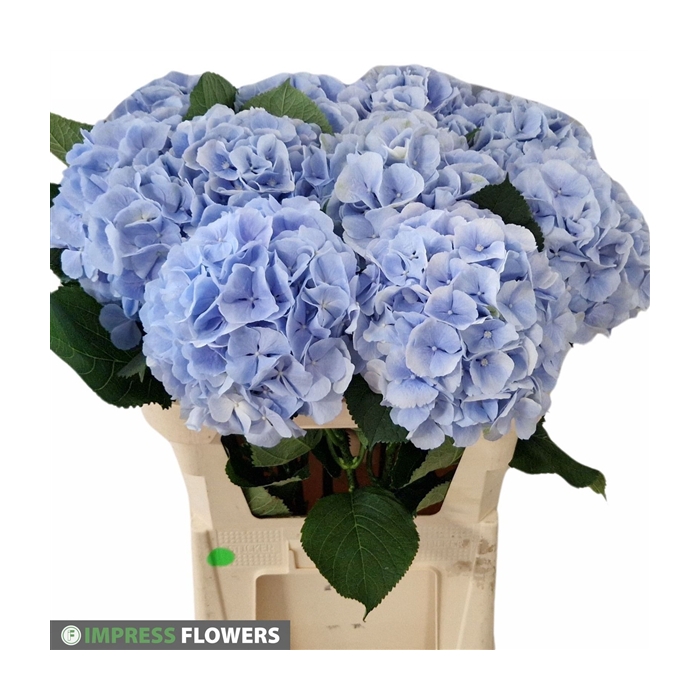 <h4>Verena Blauw 80cm</h4>