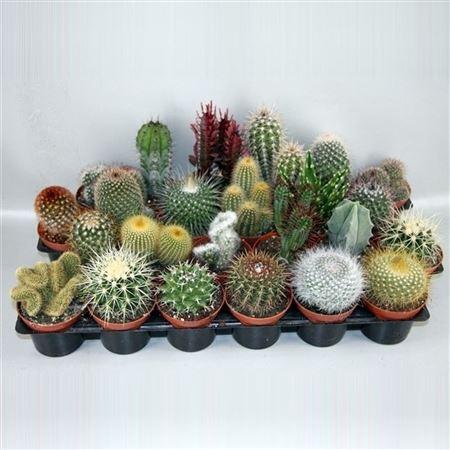 <h4>Cactus gemengd</h4>