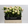 Paeonia Moon over Barrington