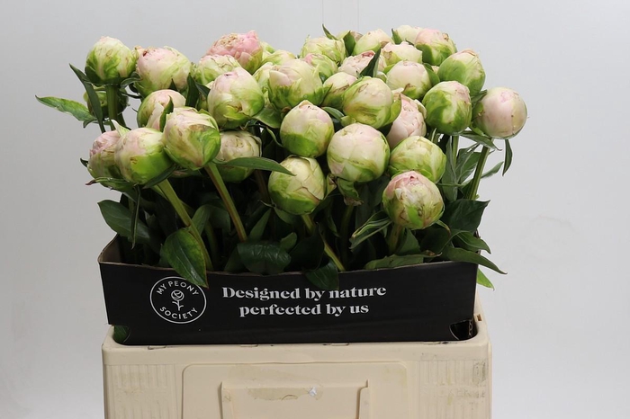 Paeonia Moon over Barrington