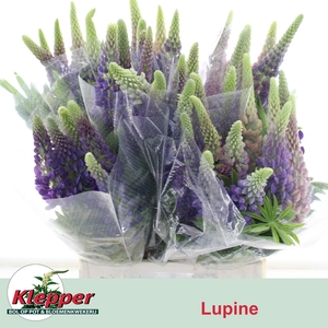LUPINUS