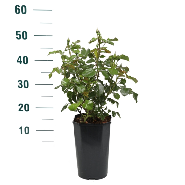 <h4>Rosa 'Grand Palace' - Struik - C3rp - Categorie 2</h4>