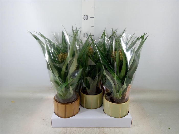 <h4>Ananas  'Mi Amigo'</h4>