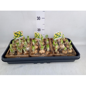 Arr.  Narcissus Tete Tete L%