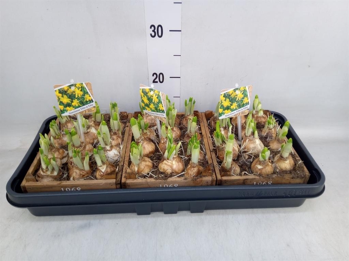 <h4>Arr.  Narcissus Tete Tete L%</h4>