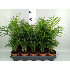 Chamaedorea elegans
