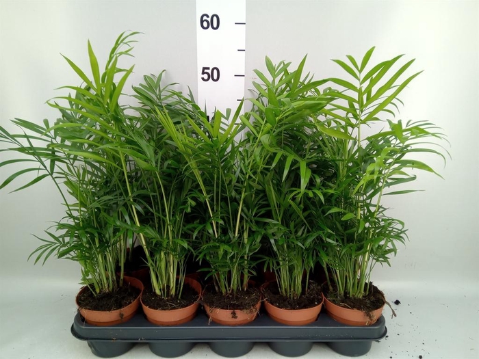 <h4>Chamaedorea elegans</h4>