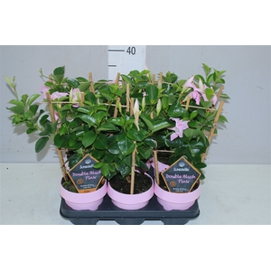 Mandevilla Sun Double Pink Op Rek