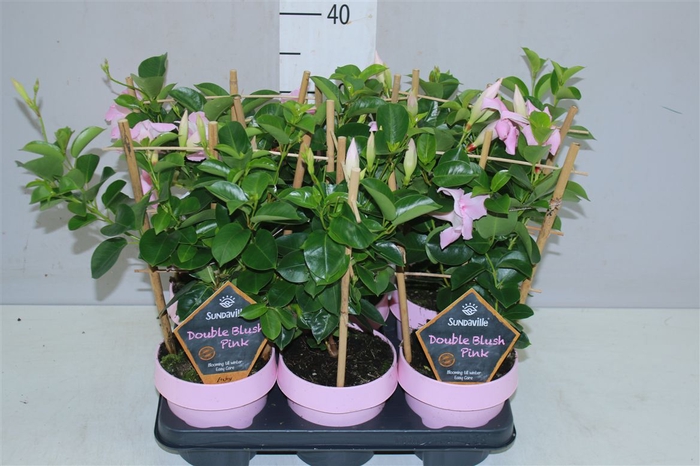 <h4>Mandevilla Sun Double Pink Op Rek</h4>