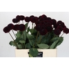 Dahlia Black Lars