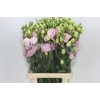 Eustoma Du Alissa Rose