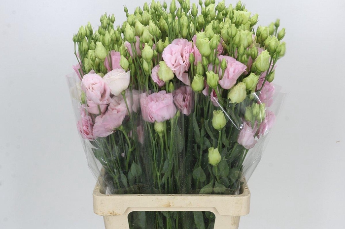 Eustoma Du Alissa Rose