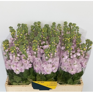 MATTH MATHILDA PINK