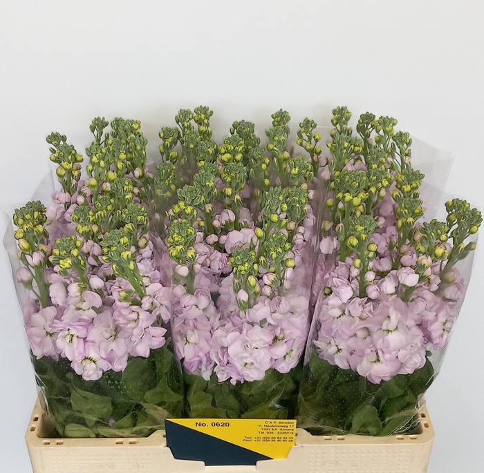 <h4>MATTH MATHILDA PINK</h4>