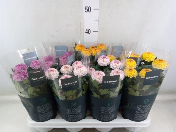 <h4>Chrysanthemum  'FlowPopsAbbey' .mix</h4>