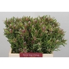 Leucadendron Ayoba Star Pearl