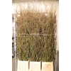 Salix B Tortuosa