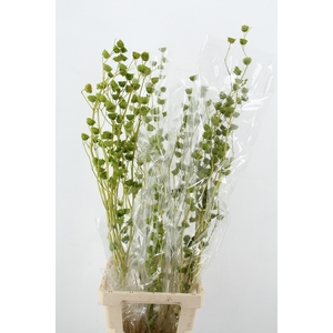 DF Lavatera Bs Light Green120g