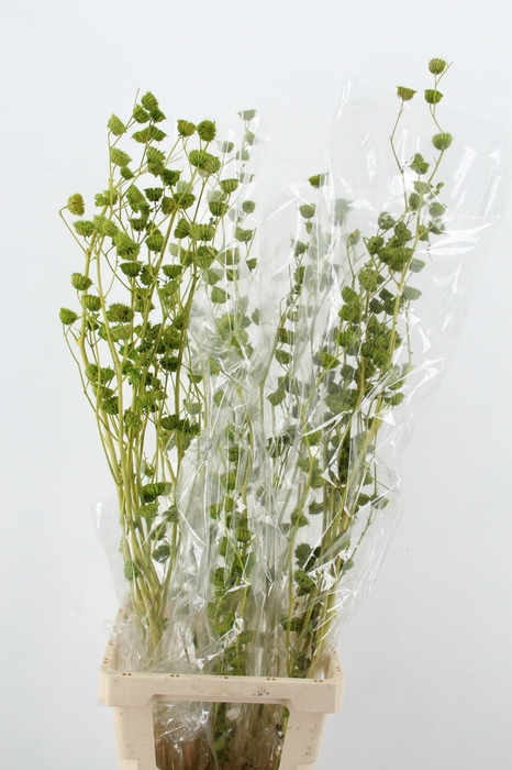 <h4>DF Lavatera Bs Light Green120g</h4>