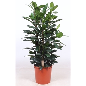 Ficus Cyathistipula 3pp