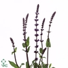 Salvia Nem Caradonna