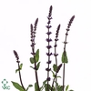 SALVIA NEMOROSA 'CARADONNA' SALVIA