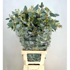 Euca Populus Grain Extra XXL*