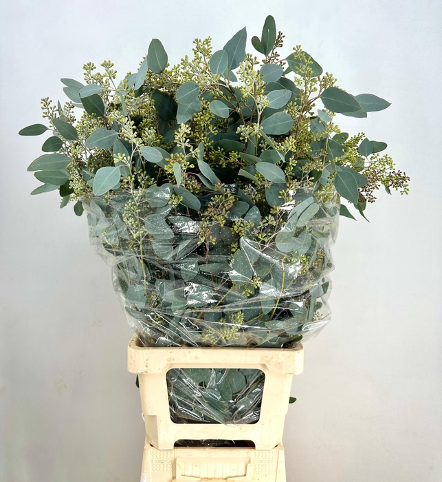 <h4>Euca Populus Grain Extra XXL*</h4>